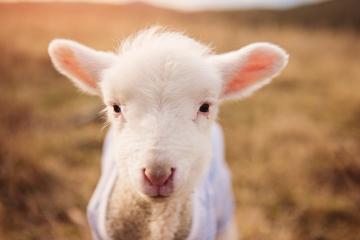 PG电子官网-绿茵与硬木的战术交响，从欧冠决赛焦点战到辽宁队压制老鹰的战术哲学